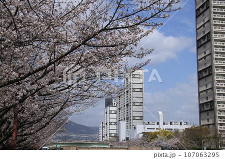 兵庫県芦屋市シーサイドタウン付近の満開の桜並木 兵庫県芦屋市シーサイドタウン付近の満開の桜並木 107063295