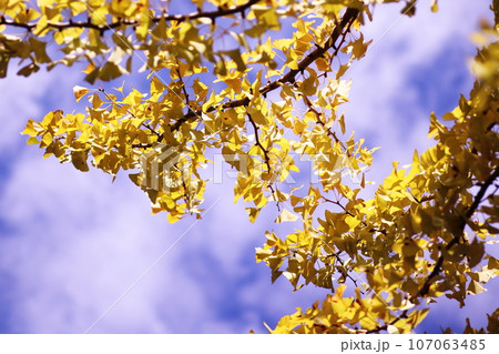 青空に映える黄色く色づいたイチョウの葉 107063485