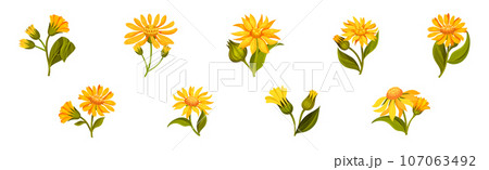 Arnica Yellow Flower Head with Long Ray Florets on Green Stem Vector Set 107063492