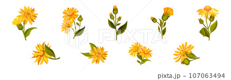 Arnica Yellow Flower Head with Long Ray Florets on Green Stem Vector Set 107063494