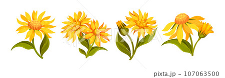 Arnica Yellow Flower Head with Long Ray Florets on Green Stem Vector Set 107063500