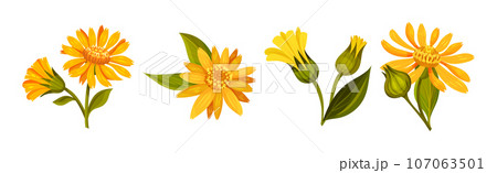 Arnica Yellow Flower Head with Long Ray Florets on Green Stem Vector Set 107063501