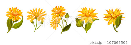 Arnica Yellow Flower Head with Long Ray Florets on Green Stem Vector Set 107063502