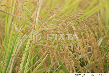 実った稲穂　豊作の田んぼ　稲作　稲穂 107064472