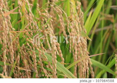 実った稲穂　豊作の田んぼ　稲作　稲穂 107064508