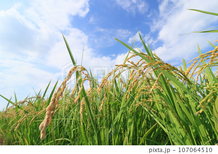 実った稲穂 豊作の田んぼ 稲作 稲穂 実った稲穂 豊作の田んぼ 稲作 稲穂 107064510