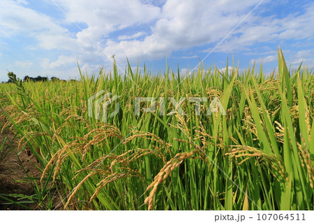 実った稲穂 豊作の田んぼ 稲作 稲穂 実った稲穂 豊作の田んぼ 稲作 稲穂 107064511