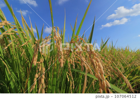 実った稲穂 豊作の田んぼ 稲作 稲穂 実った稲穂 豊作の田んぼ 稲作 稲穂 107064512
