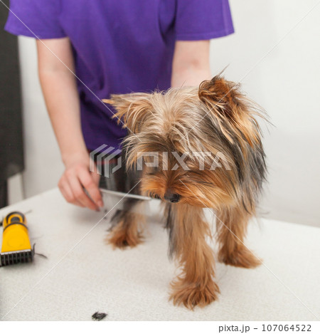 grooming a small dog grooming a Yorkshire Terrier in a bright room grooming a small dog grooming a Yorkshire Terrier in a bright room 107064522