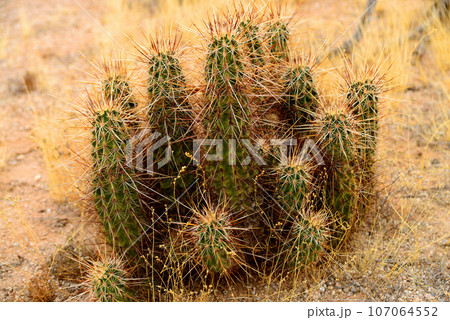 Hedge Hog cactus 107064552