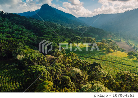 Aerial view of a rural area and mountains with araucaria trees in Santa Catarina, Brazil Aerial view of a rural area and mountains with araucaria trees in Santa Catarina, Brazil 107064563
