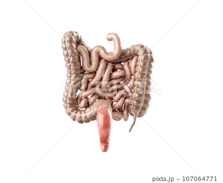 3d illustration of human intestine back view 107064771