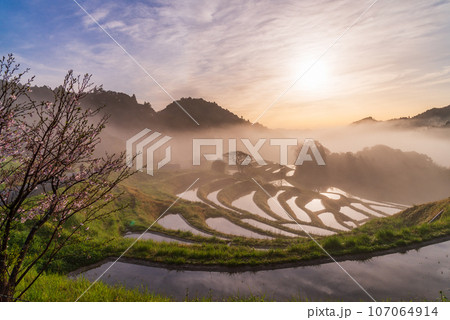 (千葉県)朝霧の大山千枚田 水鏡 (千葉県)朝霧の大山千枚田 水鏡 107064914