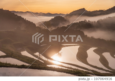 (千葉県)朝霧の大山千枚田 水鏡 (千葉県)朝霧の大山千枚田 水鏡 107064916