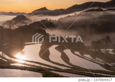 （千葉県）朝霧の大山千枚田　水鏡　 107064917