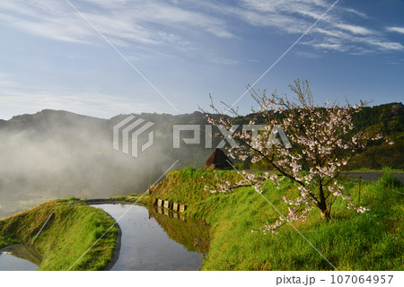 （千葉県）朝霧の大山千枚田　春 107064957