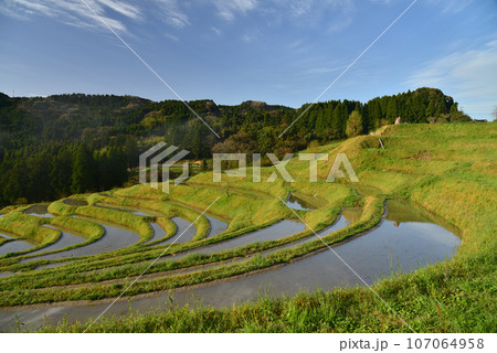 （千葉県）朝霧の大山千枚田　春 107064958