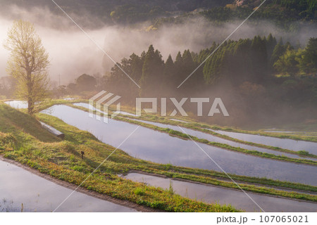 （千葉県）朝霧に包まれた大山千枚田　春 107065021