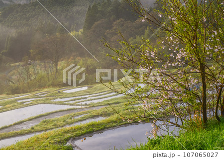 (千葉県)朝霧に包まれた大山千枚田 春 (千葉県)朝霧に包まれた大山千枚田 春 107065027