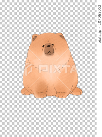 鬆獅犬坐著 鬆獅犬坐著 107065052