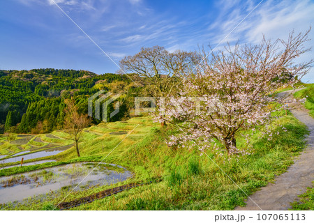 (千葉県)桜が咲いた大山千枚田 (千葉県)桜が咲いた大山千枚田 107065113