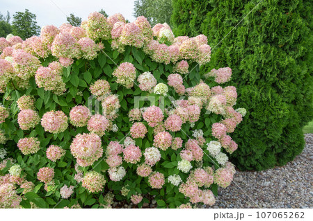 Hydrangea paniculata and conifer. Beautiful Garden path made of natural stones, gravel. Huge landscaping trend. Lawn, shrubbery in the backyard. Scenic of nice landscaped. Walkway. Green home design 107065262