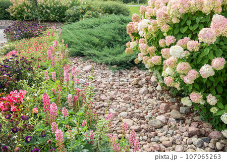 Hydrangea paniculata and conifer. Beautiful Garden path made of natural stones, gravel. Huge landscaping trend. Lawn, shrubbery in the backyard. Scenic of nice landscaped. Walkway. Green home design 107065263