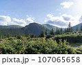 Mountain landscape with forest in the Carpathian mountains of Ukraine. 107065658