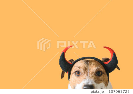 Dog wearing devilish horns as funny Halloween outfit Dog wearing devilish horns as funny Halloween outfit 107065725