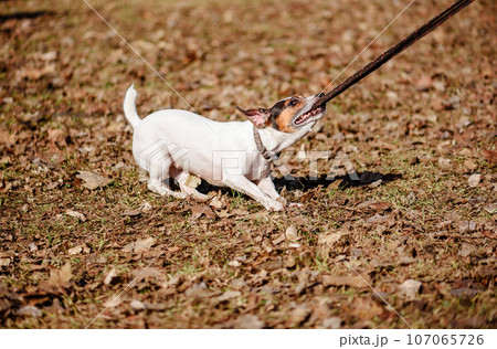 Dog pulls and chews its lead playing at spring sunny day 107065726