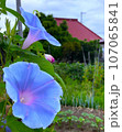 水色のアサガオ 107065841