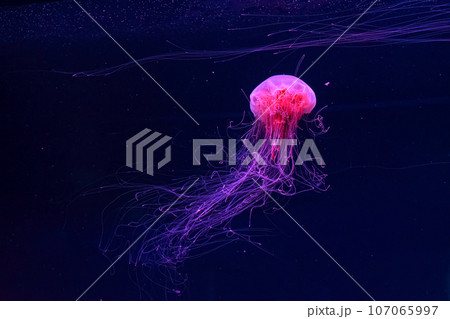 Fluorescent lion's mane jellyfish swimming underwater aquarium pool with red neon light. 107065997