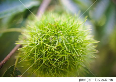 棘がチクチクして痛そうなイガ栗の実 107066140