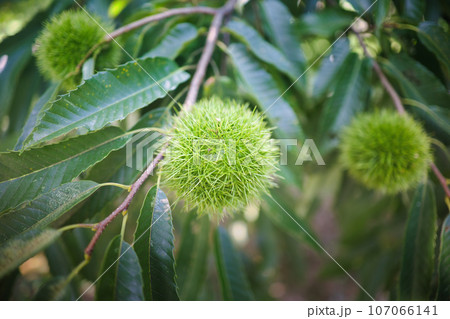 棘がチクチクして痛そうなイガ栗の実 107066141