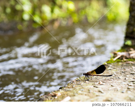 Side view of swamp darner dragonfly Epiaeschna heros 107066211
