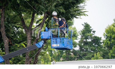街路樹の剪定をする街路樹剪定業者 街路樹の剪定をする街路樹剪定業者 107066297
