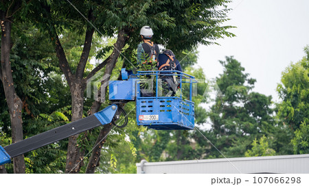 街路樹の剪定をする街路樹剪定業者 107066298