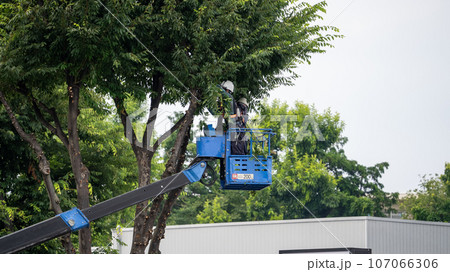 街路樹の剪定をする街路樹剪定業者 107066306