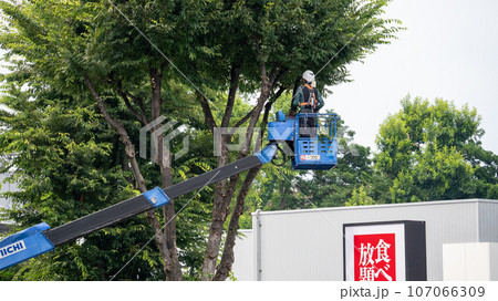 街路樹の剪定をする街路樹剪定業者 107066309