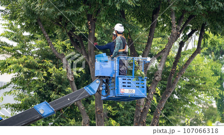 街路樹の剪定をする街路樹剪定業者 街路樹の剪定をする街路樹剪定業者 107066318
