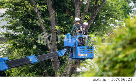 街路樹の剪定をする街路樹剪定業者 107066322