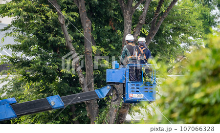 街路樹の剪定をする街路樹剪定業者 107066328