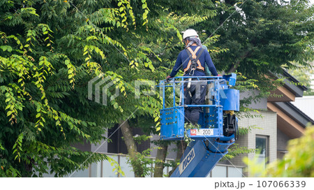 街路樹の剪定をする街路樹剪定業者 107066339
