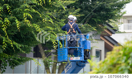 街路樹の剪定をする街路樹剪定業者 107066340