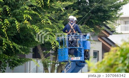街路樹の剪定をする街路樹剪定業者 街路樹の剪定をする街路樹剪定業者 107066342