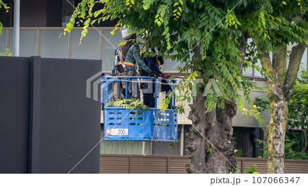 街路樹の剪定をする街路樹剪定業者 107066347