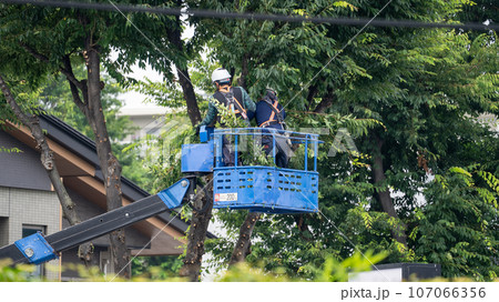 街路樹の剪定をする街路樹剪定業者 107066356