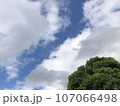 雲と木 107066498
