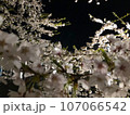 夜桜 107066542