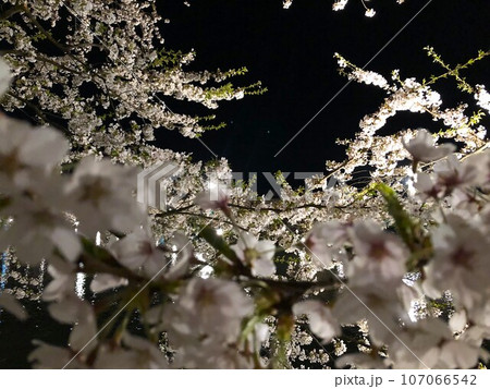 夜桜 107066542